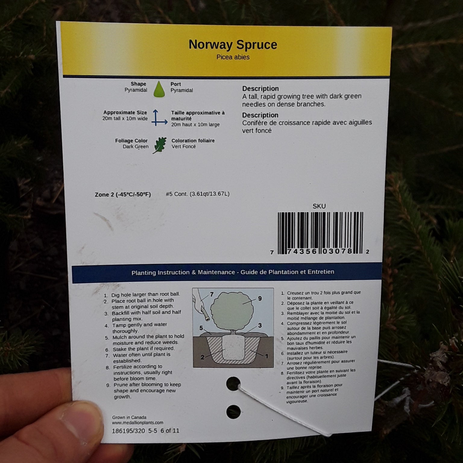 Norway Spruce