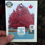 Load image into Gallery viewer, Red Maple
