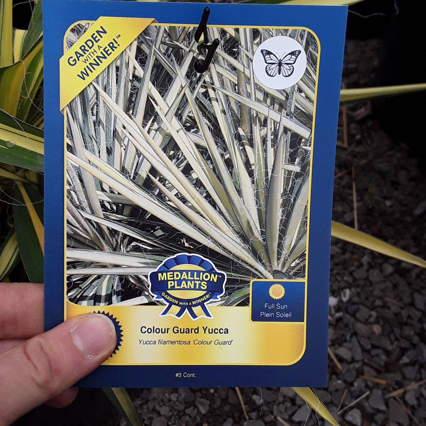 Colour Guard Yucca