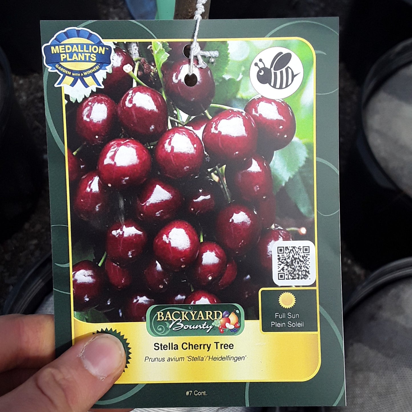 Stella Cherry Tree