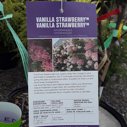 Vanilla Strawberry Hydrangea (Tree)