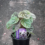 Load image into Gallery viewer, 3.5&quot; Peperomia

