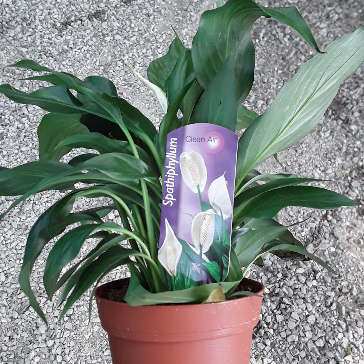 4" Spathiphyllum (Peace Lily)