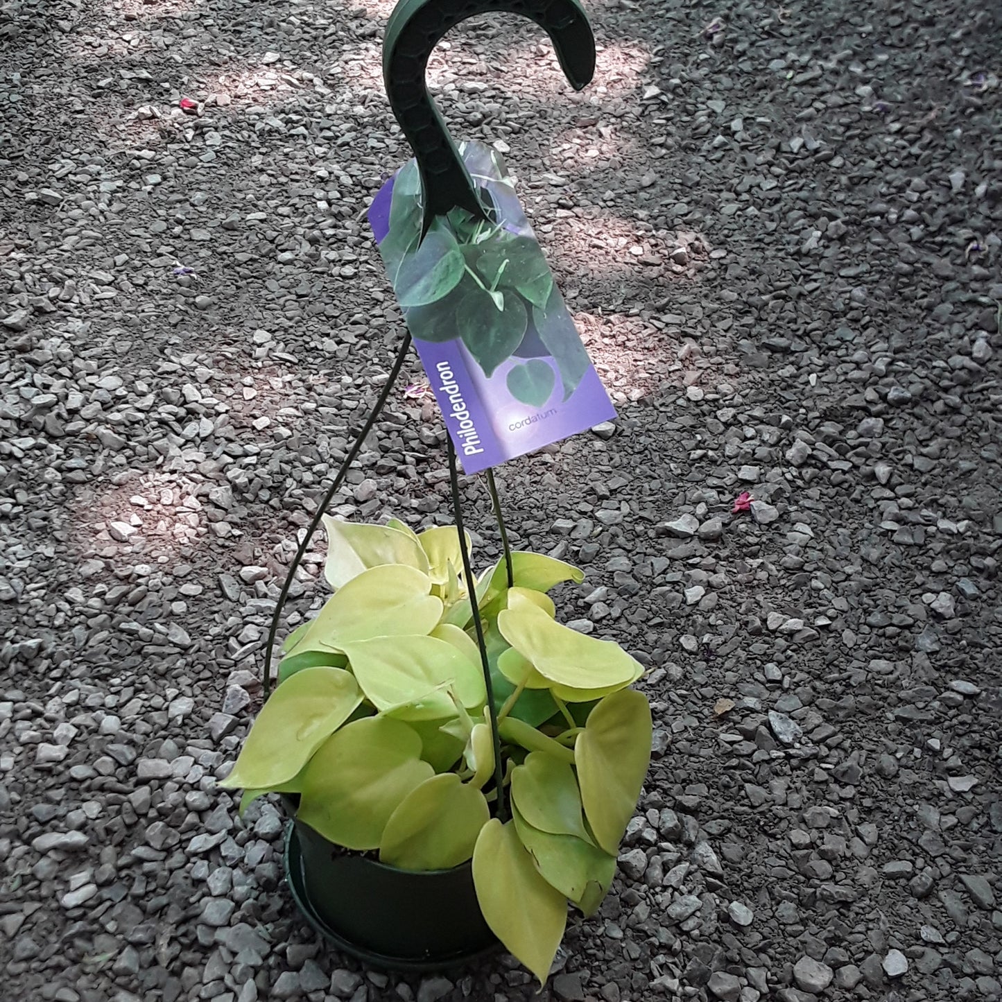 6" Philodendron - Cordatum Hanging Basket