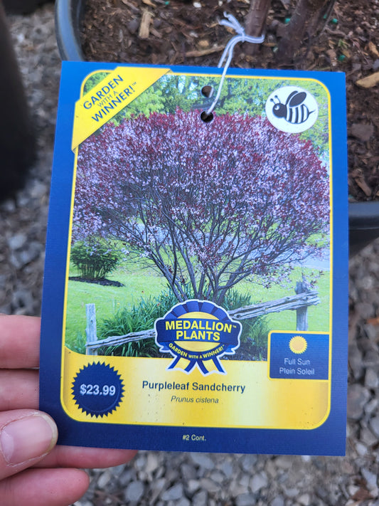 Purpleleaf Sandcherry