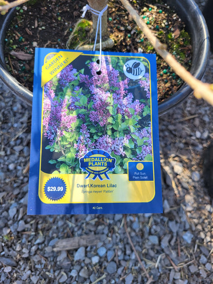 Dwarf Korean Lilac