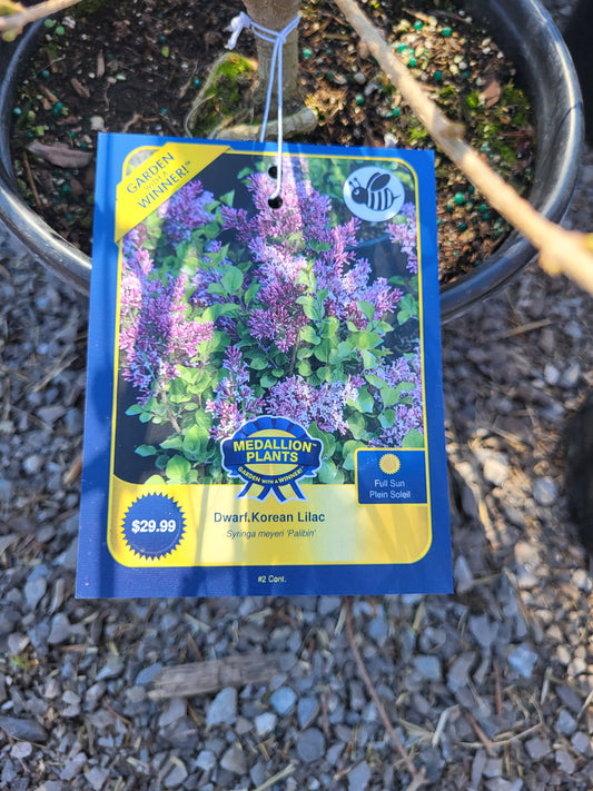 Dwarf Korean Lilac
