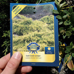 Load image into Gallery viewer, Gold Coast Juniper
