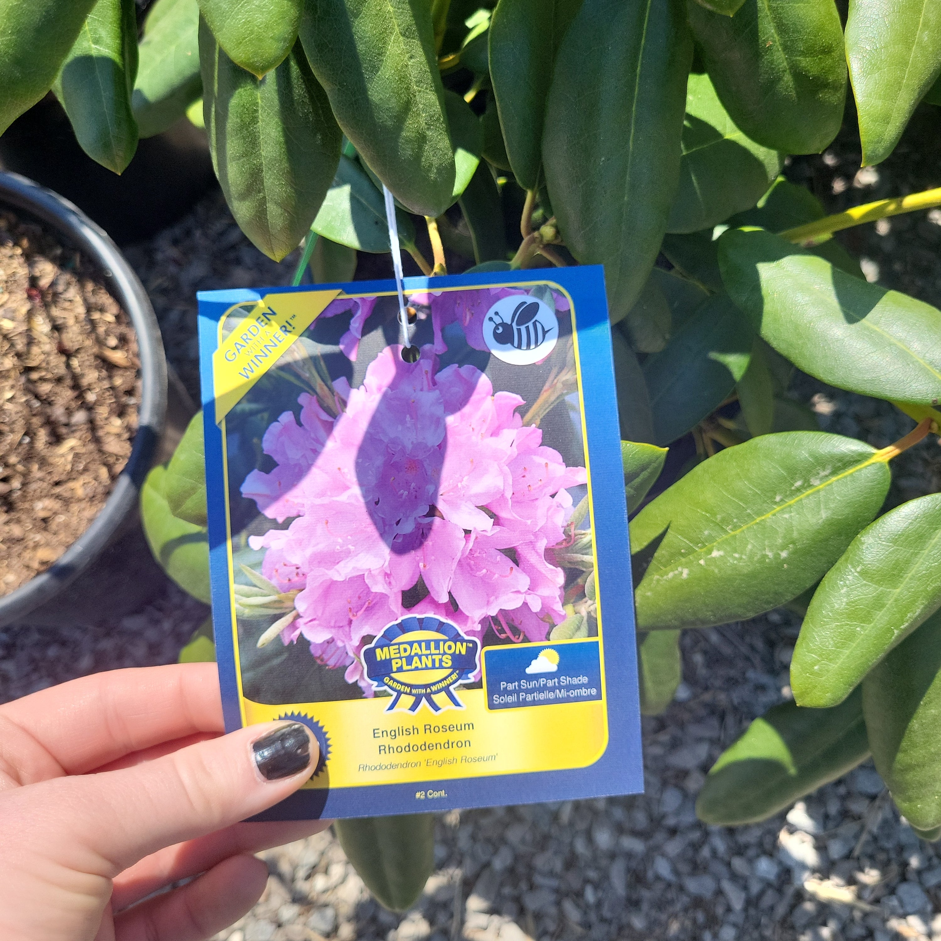 English Roseum Rhododendron