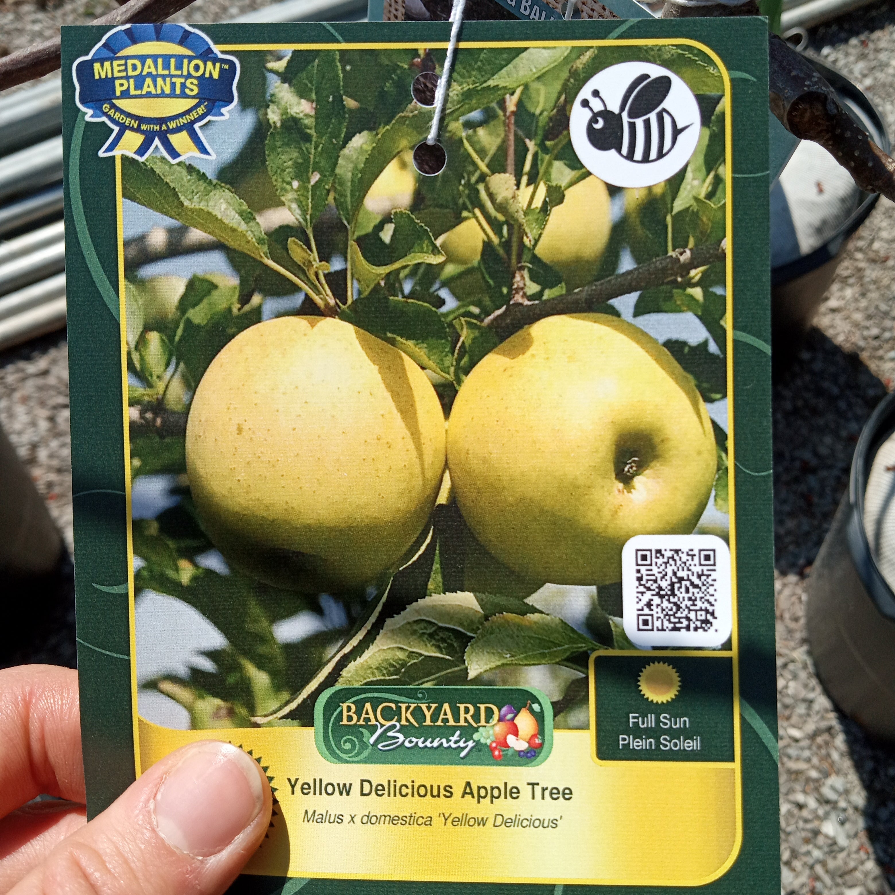 Yellow Delicious Apple Tree