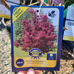 Load image into Gallery viewer, Royal Purple Smokebush
