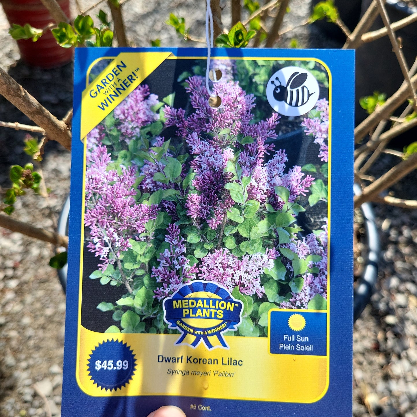 Dwarf Korean Lilac
