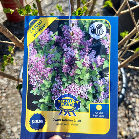 Dwarf Korean Lilac