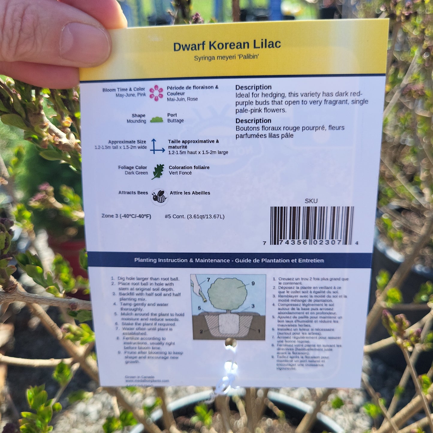 Dwarf Korean Lilac