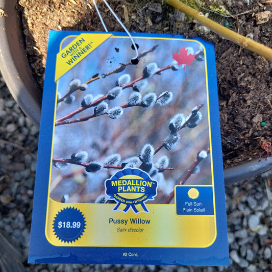 Pussy Willow