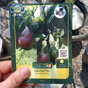 Anjou Pear Tree