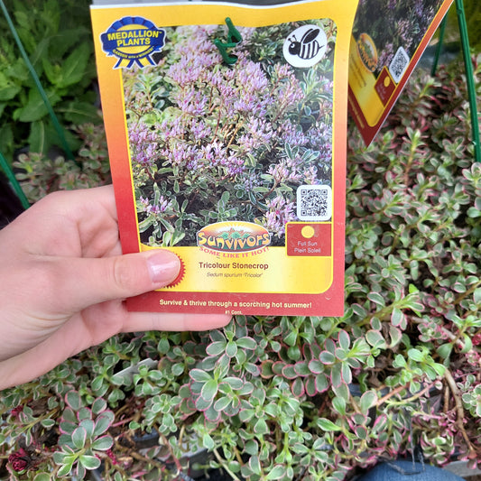 Tricolour Stonecrop - 1 Gallon