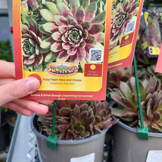 Ruby Heart Hens and Chicks - 1 Gallon