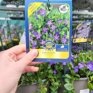 Bowles Periwinkle - 1 Gallon