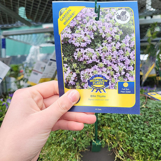 Elfin Thyme - 1 Gallon