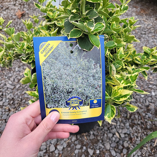 Emerald Gaiety Euonymus- 2 Gallon