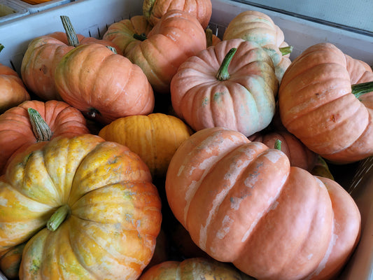 Cinderella Pumpkins