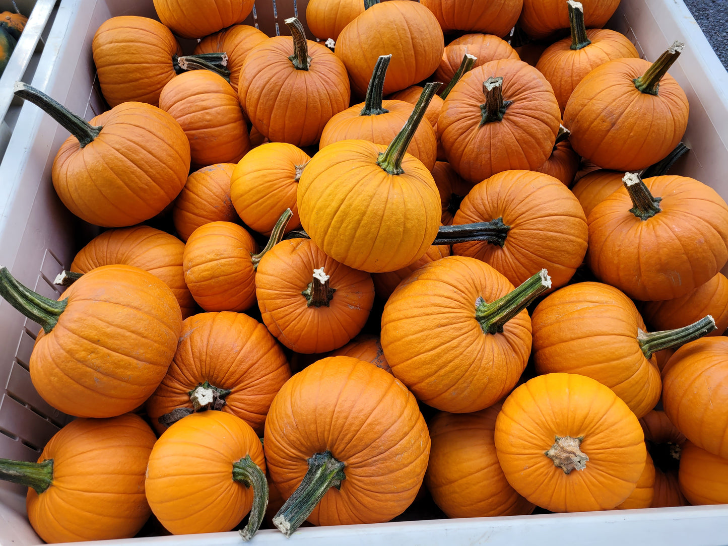 Orange Pie Pumpkins