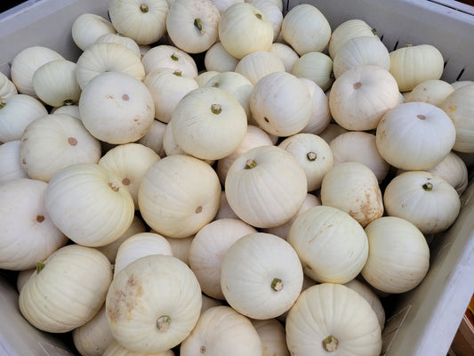 White Pumpkins