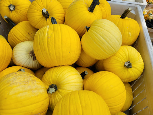 Yellow Pumpkins