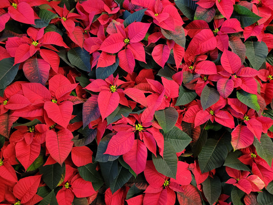 10” Red Poinsettia