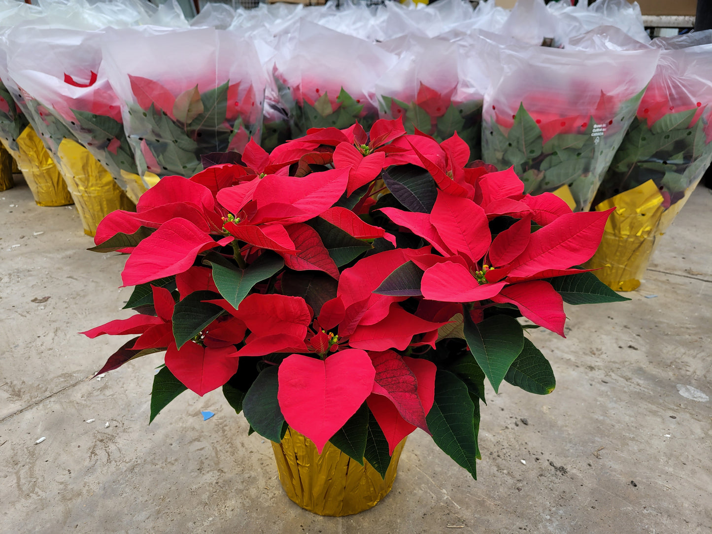 8” Red Poinsettia