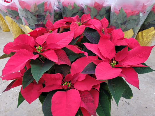 8” Red Poinsettia