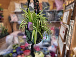 Load image into Gallery viewer, Planter Hanger Macrame 33&quot; Black
