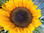 Load image into Gallery viewer, Sunflowers
