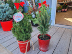 Load image into Gallery viewer, Dwarf Alberta Spruce - 1 Gallon
