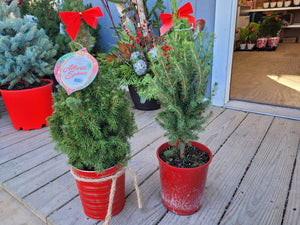 Dwarf Alberta Spruce - 1 Gallon