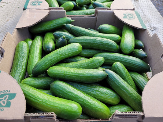 Mini Cucumber Boxes - Local