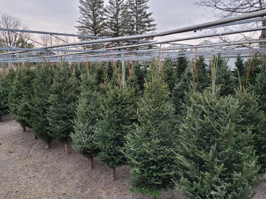 Cut Christmas Trees  -$10 Flat Rate for Delivery -SEE PRODUCT DESCRIPTION FOR DETAILS