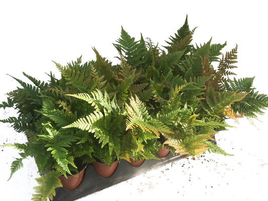 3.5" Fern - Autumn