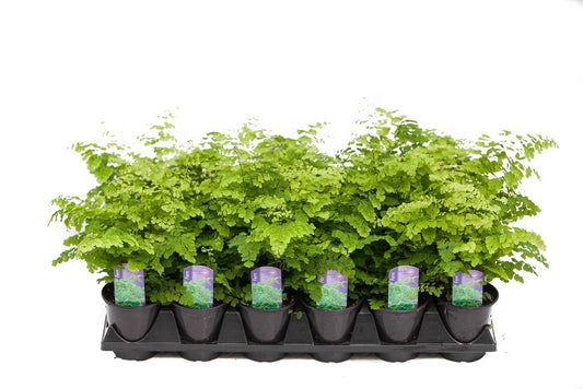 3.5" Fern - Maidenhair Rosy Fern