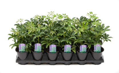 3.5" Schefflera