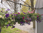 Load image into Gallery viewer, 12&quot; Assorted Hanging Basket Fiber Pots
