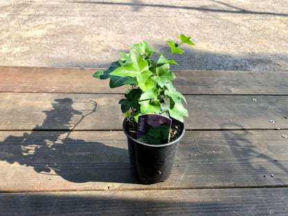 3.5" Ivy