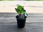 Load image into Gallery viewer, 3.5&quot; Peperomia
