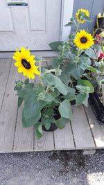 Load image into Gallery viewer, Potted Sunflowers

