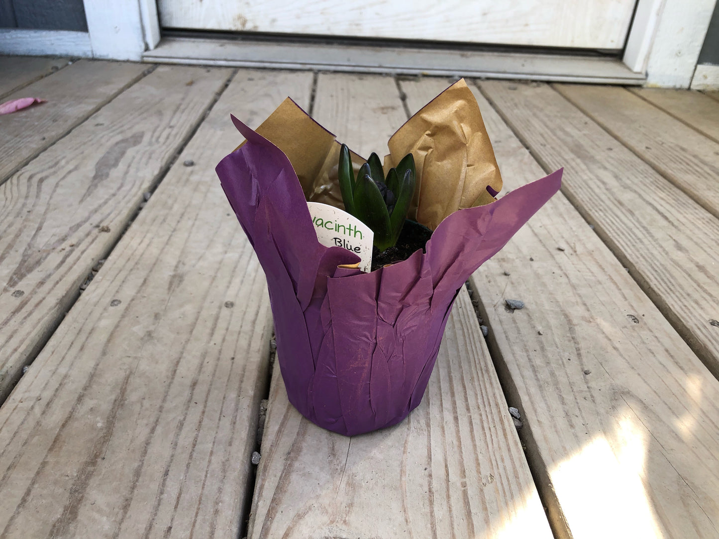 4” Hyacinth Bulb