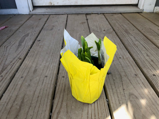 4” Daffodil Bulbs