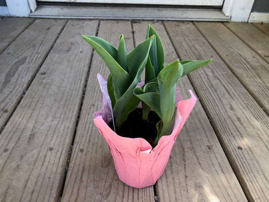 4” Tulip Bulbs