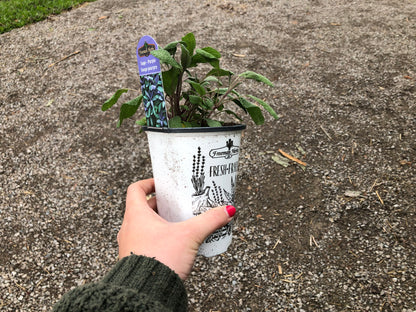 4" Sage