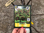 Load image into Gallery viewer, Combination Apple Tree
